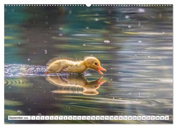 Produktbild: Flauschige Momente! Enten- und G&auml;nsek&uuml;ken im Jahreslauf (Wandkalender 2026 DIN A2 quer), CALVENDO Monatskalender