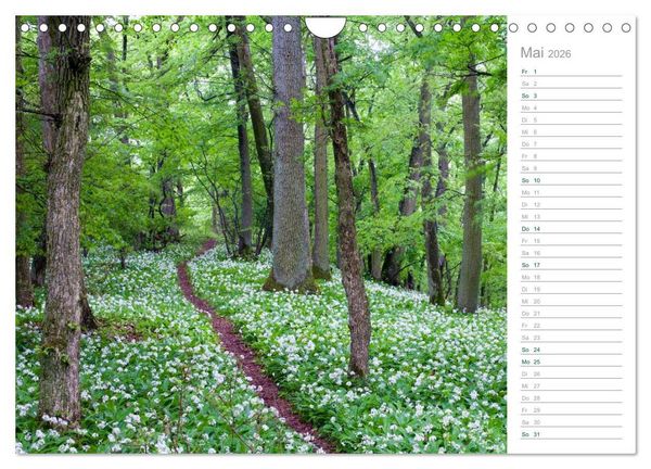 Produktbild: Im Deutschen Wald 2026 - ein Notizkalender (Wandkalender 2026 DIN A4 quer), CALVENDO Monatskalender