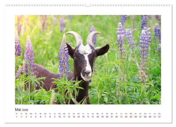 Produktbild: Wer zickt denn da? Mit Ziegen durchs Jahr (Wandkalender 2026 DIN A2 quer), CALVENDO Monatskalender