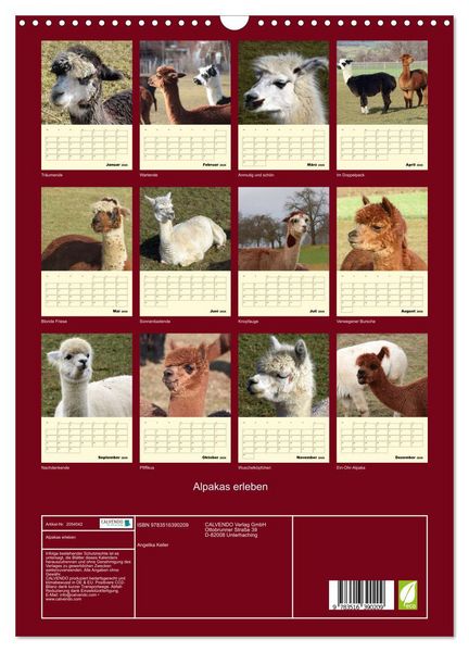Produktbild: Alpakas erleben (Wandkalender 2026 DIN A3 hoch), CALVENDO Monatskalender