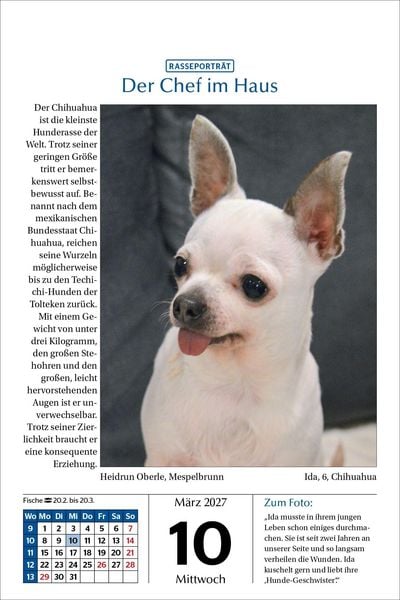 Produktbild: Hunde Tageskalender 2027