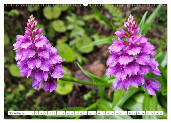 Produktbild: Bl&uuml;tenzauber auf Madeira. Wildblumen und Ziergew&auml;chse (hochwertiger Premium Wandkalender 2027 DIN A2 quer), Kunstdruck in Hochglanz