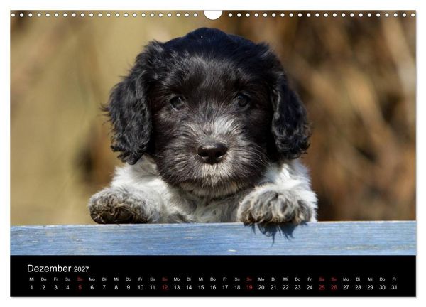 Produktbild: Hundewelpen (Wandkalender 2027 DIN A3 quer), CALVENDO Monatskalender