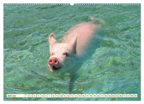 Produktbild: Schwimmende Schweine (hochwertiger Premium Wandkalender 2026 DIN A2 quer), Kunstdruck in Hochglanz