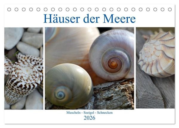 Produktbild: H&auml;user der Meere: Muscheln - Seeigel - Schnecken (Tischkalender 2026 DIN A5 quer), CALVENDO Monatskalender