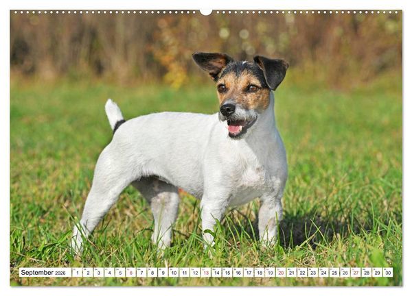 Produktbild: 100000 Volt auf vier Pfoten - Jack und Parson Russell Terrier (Wandkalender 2026 DIN A2 quer), CALVENDO Monatskalender