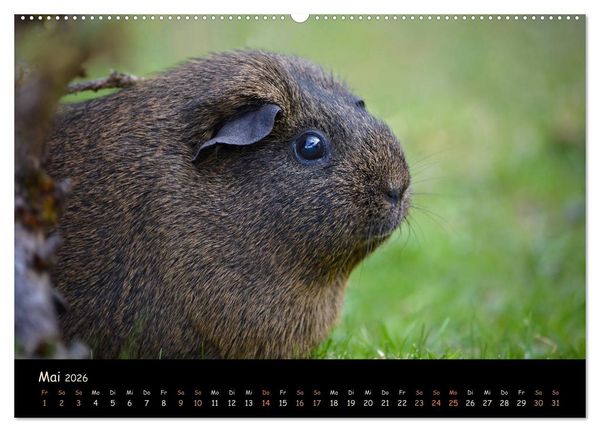 Produktbild: Meerschweinchen - Kleine s&uuml;&szlig;e Fellnasen (hochwertiger Premium Wandkalender 2026 DIN A2 quer), Kunstdruck in Hochglanz