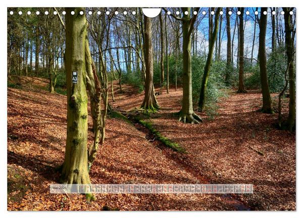 Produktbild: Wald im Bergischen Land 2026 (Wandkalender 2026 DIN A4 quer), CALVENDO Monatskalender