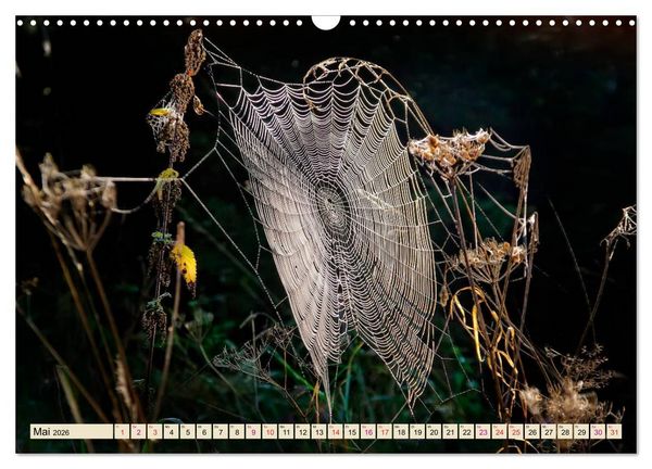 Produktbild: Spinnennetze - Wunder der Natur (Wandkalender 2026 DIN A3 quer), CALVENDO Monatskalender