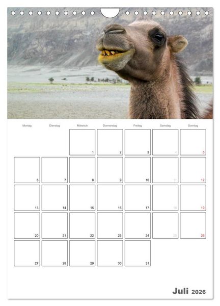 Produktbild: Kamel Portr&auml;t (Wandkalender 2026 DIN A4 hoch), CALVENDO Monatskalender