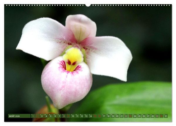 Produktbild: Orchid&eacute;es merveilleuses (Calendrier mural 2026 DIN A2 vertical), CALVENDO calendrier mensuel