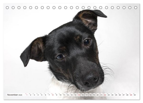 Produktbild: Kleine Hunde - Gro&szlig;e Blicke (Tischkalender 2026 DIN A5 quer), CALVENDO Monatskalender