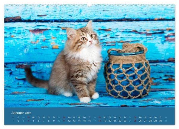 Produktbild: Verspielte Ragdolls - Sanfte Katzen in seidigem Haarkleid (hochwertiger Premium Wandkalender 2026 DIN A2 quer), Kunstdruck in Hochglanz