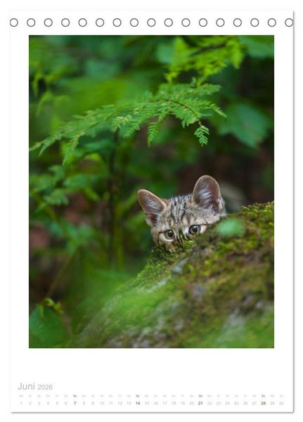 Produktbild: Wildkatzen - Kleine Samtpfoten des Waldes (Tischkalender 2026 DIN A5 hoch), CALVENDO Monatskalender