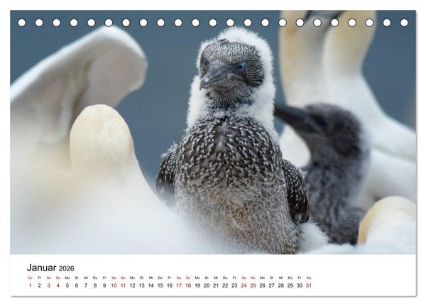 Produktbild: Mitreisekalender 2026 Helgoland (Tischkalender 2026 DIN A5 quer), CALVENDO Monatskalender