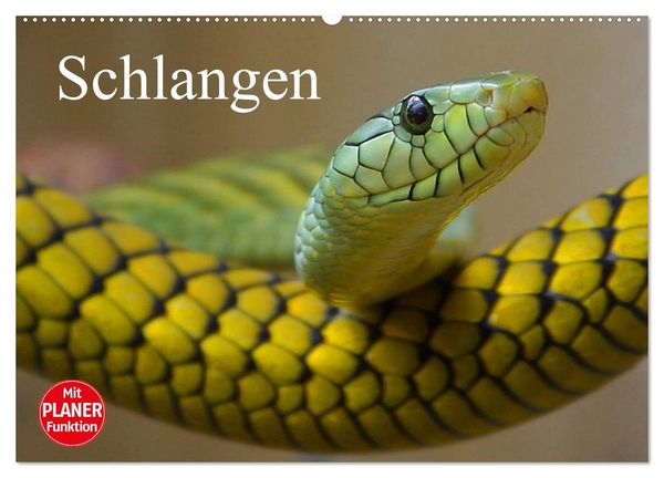 Produktbild: Schlangen (Wandkalender 2026 DIN A2 quer), CALVENDO Monatskalender