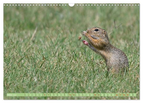 Produktbild: Ziesel im Burgenland (Wandkalender 2027 DIN A3 quer), CALVENDO Monatskalender