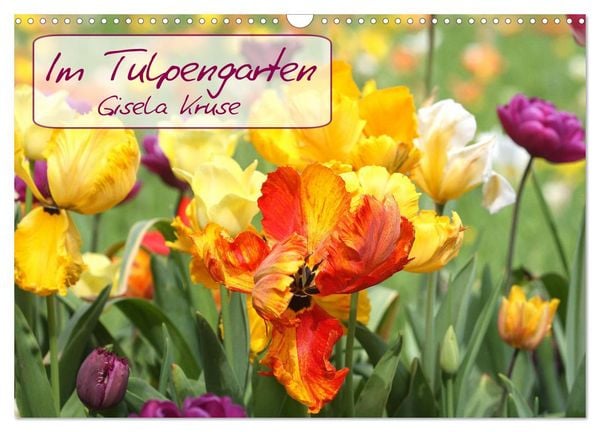 Im Tulpengarten (Wandkalender 2026 DIN A3 quer), CALVENDO Monatskalender