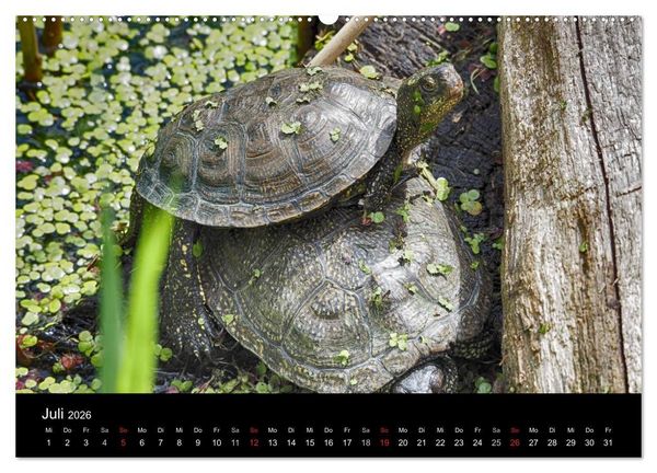Produktbild: Wasserschildkr&ouml;ten (Wandkalender 2026 DIN A2 quer), CALVENDO Monatskalender