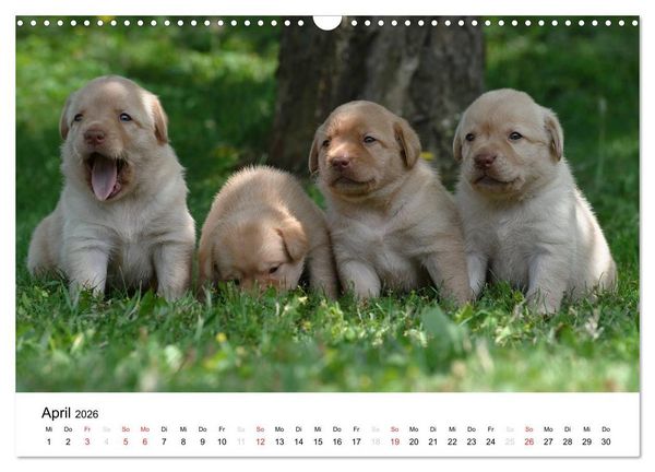 Produktbild: Labrador Welpen (Wandkalender 2026 DIN A3 quer), CALVENDO Monatskalender