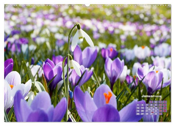 Produktbild: Urlaub im Garten (Wandkalender 2026 DIN A2 quer), CALVENDO Monatskalender