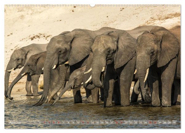Produktbild: Elefanten in Afrika - Die mit den gro&szlig;en Ohren (hochwertiger Premium Wandkalender 2026 DIN A2 quer), Kunstdruck in Hochglanz