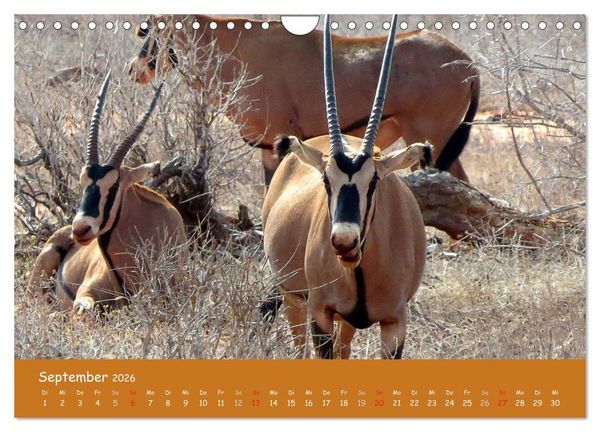 Produktbild: Auge in Auge mit den Tieren Afrikas (Wandkalender 2026 DIN A4 quer), CALVENDO Monatskalender