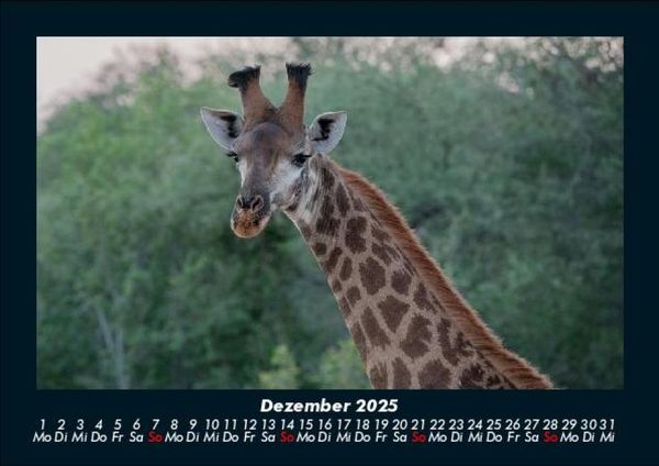Produktbild: Giraffen 2025 Fotokalender DIN A5