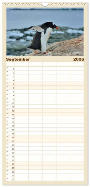 Produktbild: Familienplaner 2026 - Im Reich der Pinguine mit 5 Spalten (Wandkalender, 21 x 45 cm) CALVENDO