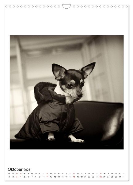 Produktbild: CHIHUAHUA CHIC Photos Marion Koell (Wandkalender 2026 DIN A3 hoch), CALVENDO Monatskalender