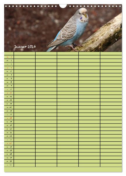 Produktbild: Der Wellensittich-Familienplaner (Wandkalender 2026 DIN A3 hoch), CALVENDO Monatskalender
