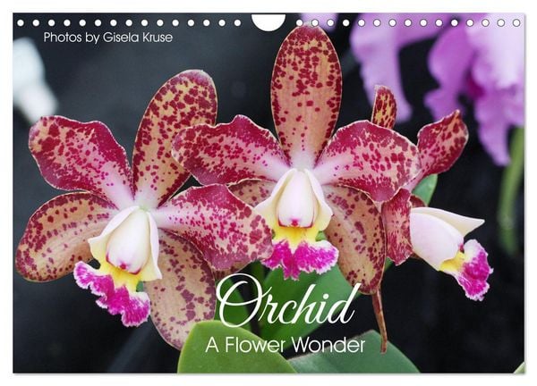 Produktbild: Orchid - A Flower Wonder (Wall Calendar 2026 DIN A4 landscape), CALVENDO 12 Month Wall Calendar