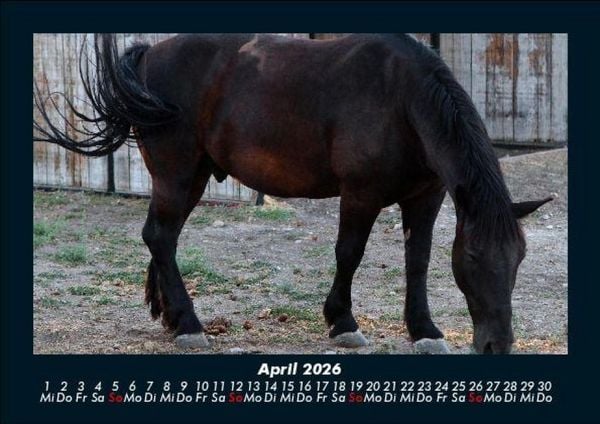 Produktbild: Welt der Pferde 2026 Fotokalender DIN A5
