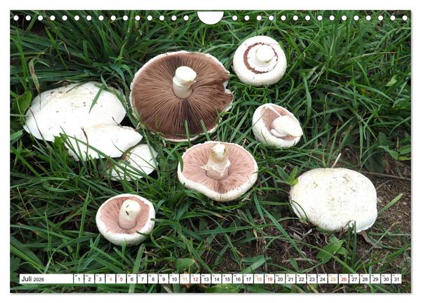 Produktbild: Heil- und Vitalpilze (Wandkalender 2026 DIN A4 quer), CALVENDO Monatskalender