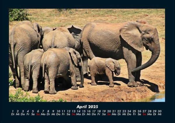 Produktbild: Elefanten - Die sanften Riesen Afrikas 2025 Fotokalender DIN A4