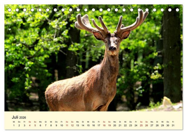 Produktbild: Der Rothirsch - Der K&ouml;nig in unseren W&auml;ldern (Tischkalender 2026 DIN A5 quer), CALVENDO Monatskalender
