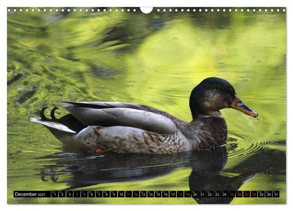 Produktbild: Lovely Water Birds (Wall Calendar 2027 DIN A3 landscape), CALVENDO 12 Month Wall Calendar