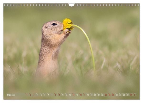Produktbild: Zauberhafte Ziesel (Wandkalender 2026 DIN A3 quer), CALVENDO Monatskalender