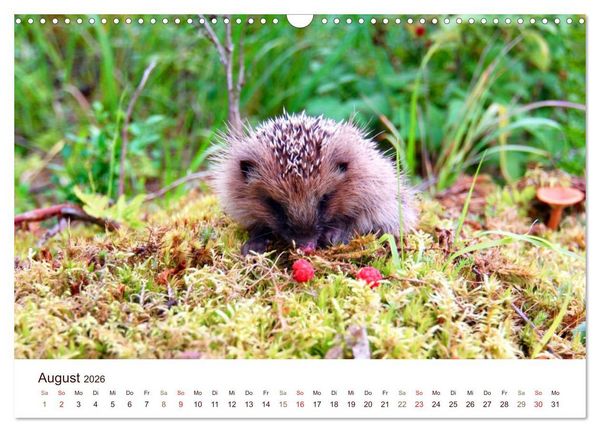 Produktbild: Igel 2026. Tierische Impressionen (Wandkalender 2026 DIN A3 quer), CALVENDO Monatskalender