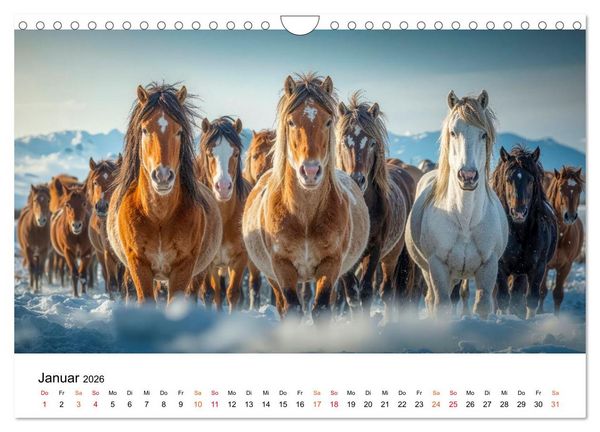 Produktbild: Islandpferde - Freiheit im Blick (Wandkalender 2026 DIN A4 quer), CALVENDO Monatskalender