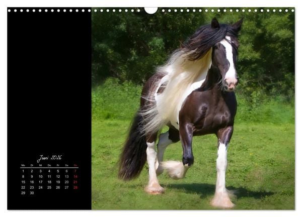 Produktbild: Irish Tinker (Wandkalender 2026 DIN A3 quer), CALVENDO Monatskalender
