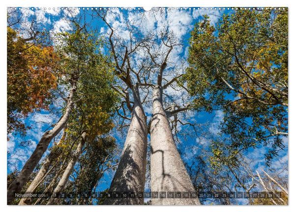 Produktbild: Zauberwald Ifaty &middot; Traumhafte Baobabs in Madagaskar (Wandkalender 2026 DIN A2 quer), CALVENDO Monatskalender