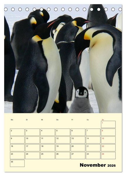 Produktbild: Pinguine. Wackeln im Thermo-Frack (Tischkalender 2026 DIN A5 hoch), CALVENDO Monatskalender