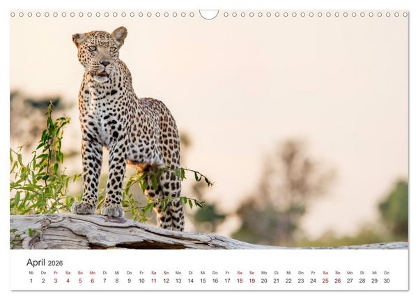 Produktbild: Botswana - Eine spannende Reise in ein wundersch&ouml;nes Land. (Wandkalender 2026 DIN A3 quer), CALVENDO Monatskalender