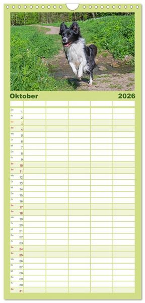 Produktbild: Familienplaner 2026 - Border Collie - Das Universalgenie unter den Hunden mit 5 Spalten (Wandkalender, 21 x 45 cm) CALVENDO
