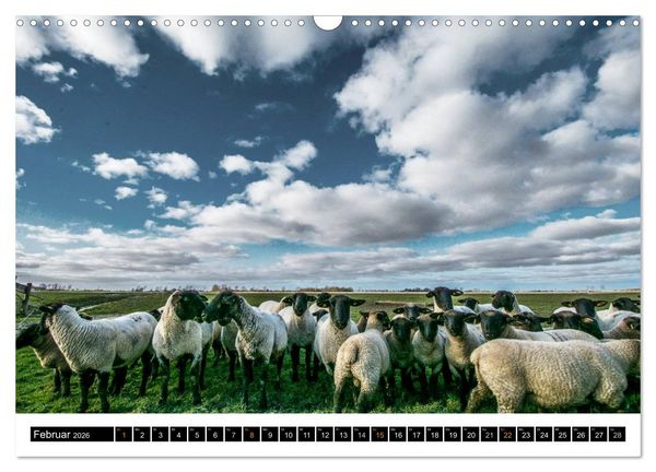 Produktbild: Tr&auml;umende Bilder - Die Nordseehalbinsel Eiderstedt (Wandkalender 2026 DIN A3 quer), CALVENDO Monatskalender