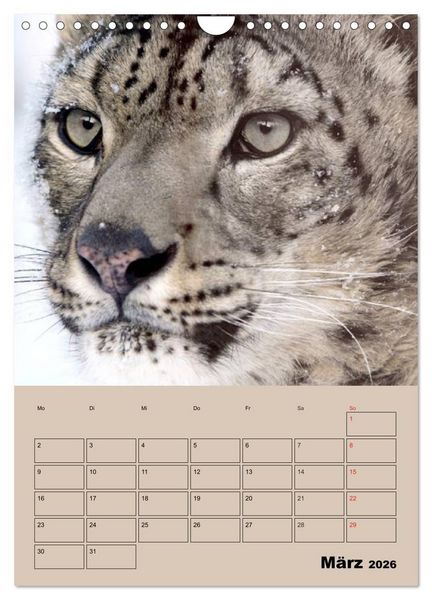 Produktbild: Gro&szlig;katzen. Raubkatzengesichter (Wandkalender 2026 DIN A4 hoch), CALVENDO Monatskalender