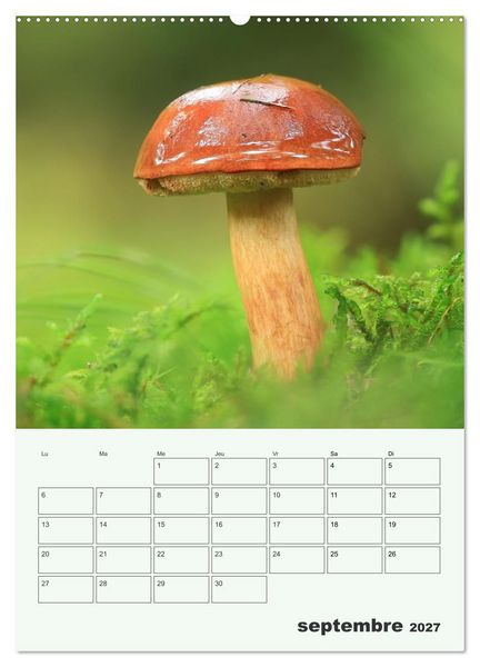 Produktbild: Champignons magiques - Beaut&eacute;s &eacute;ph&eacute;m&egrave;res (Calendrier mural 2027 DIN A2 horizontal), CALVENDO calendrier mensuel