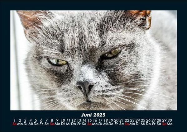 Produktbild: F&uuml;r Katzenfreunde 2025 Fotokalender DIN A5