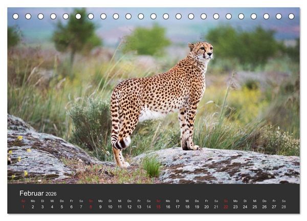 Produktbild: Geparden. Die eleganten Katzen. (Tischkalender 2026 DIN A5 quer), CALVENDO Monatskalender